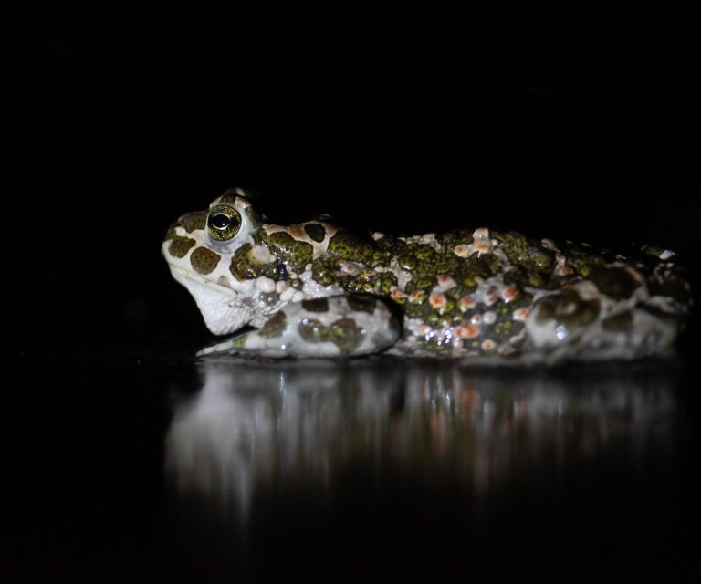 Wechselkröte 1 SaS.GenV1